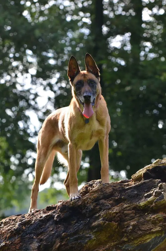 Belgian Malinois looking at the camera with a happy mood while stepping over a tree trunk