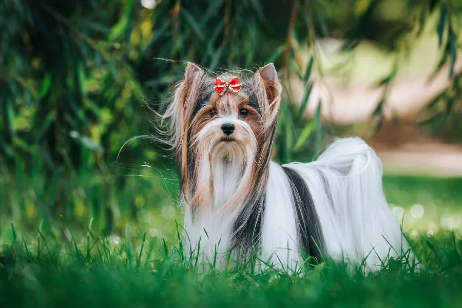 Beautiful and cute Biewer terrier in a garden: Photo taken by Evelina