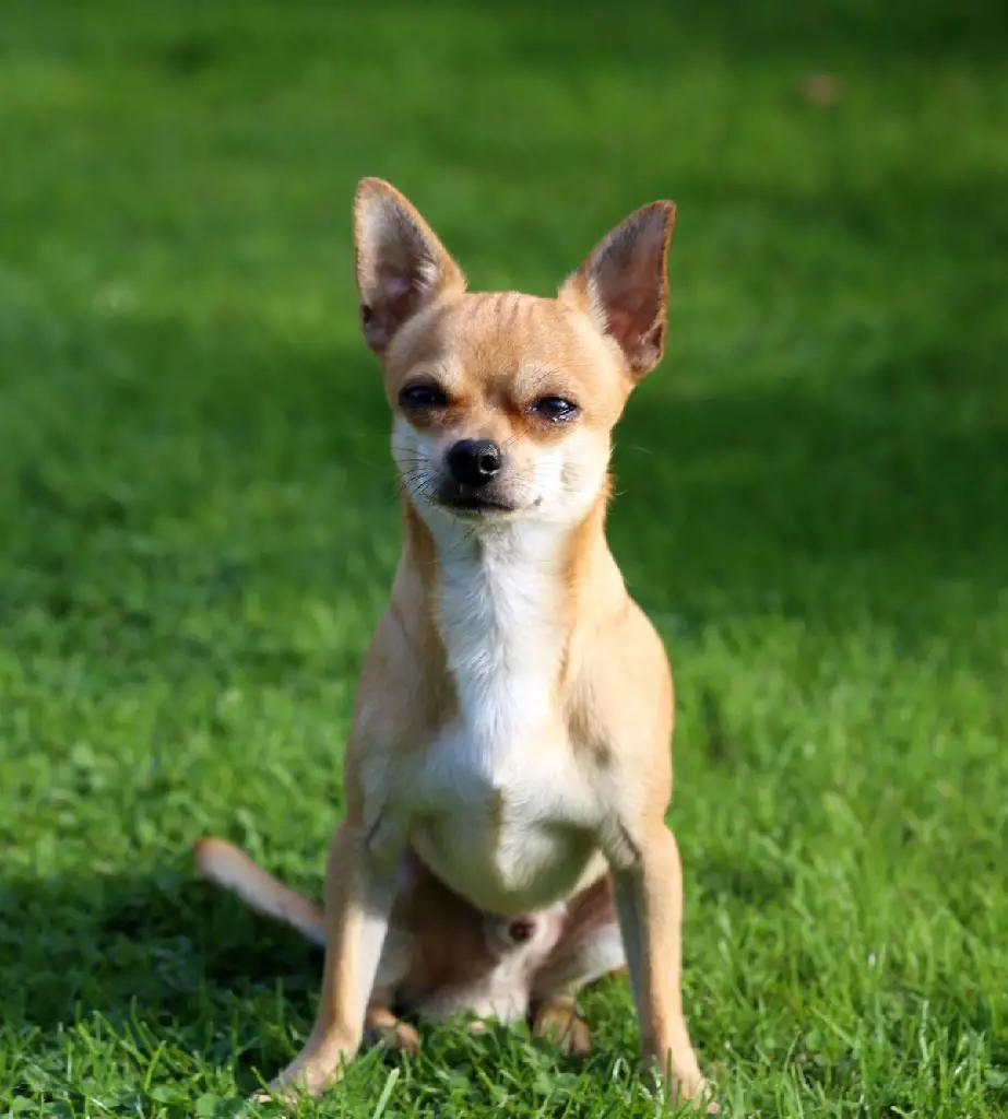 The cute and small sized dog breed Chihuahua