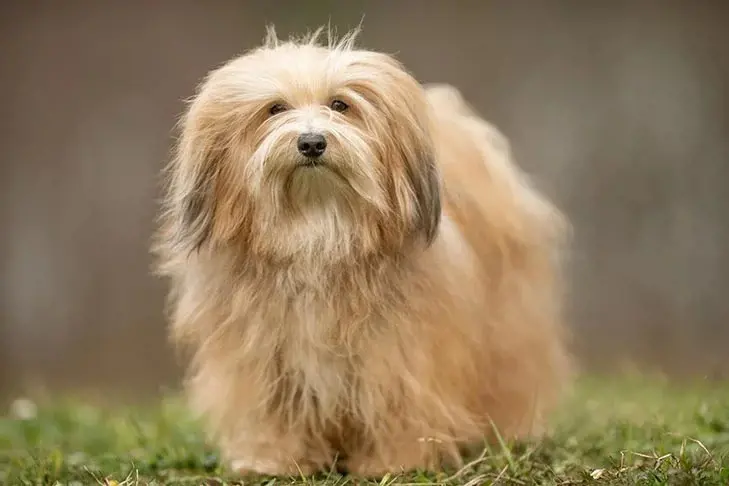 Havanese are among the dogs that live longest