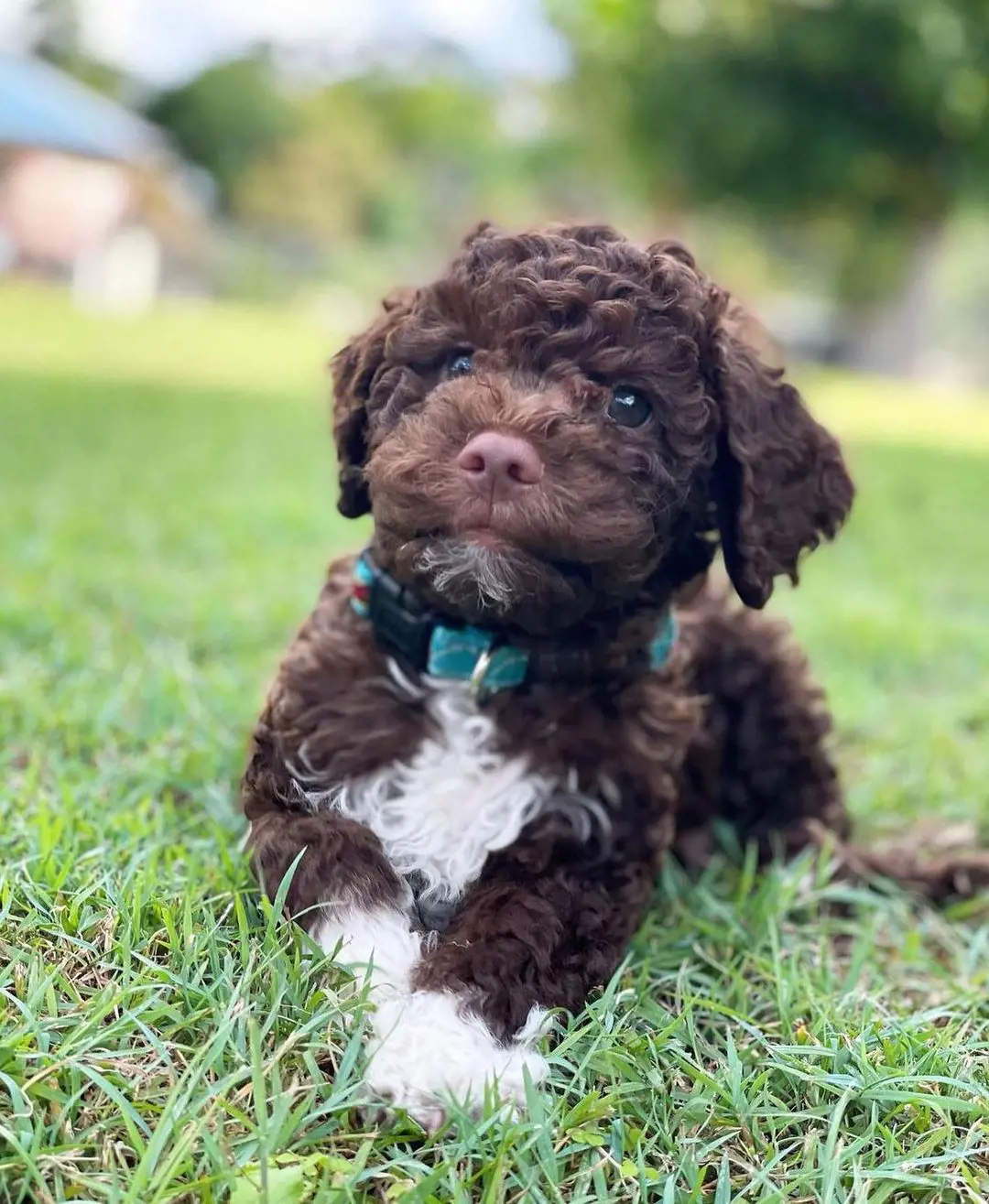 A cute brown furred Lagotto Romagnolo puppy