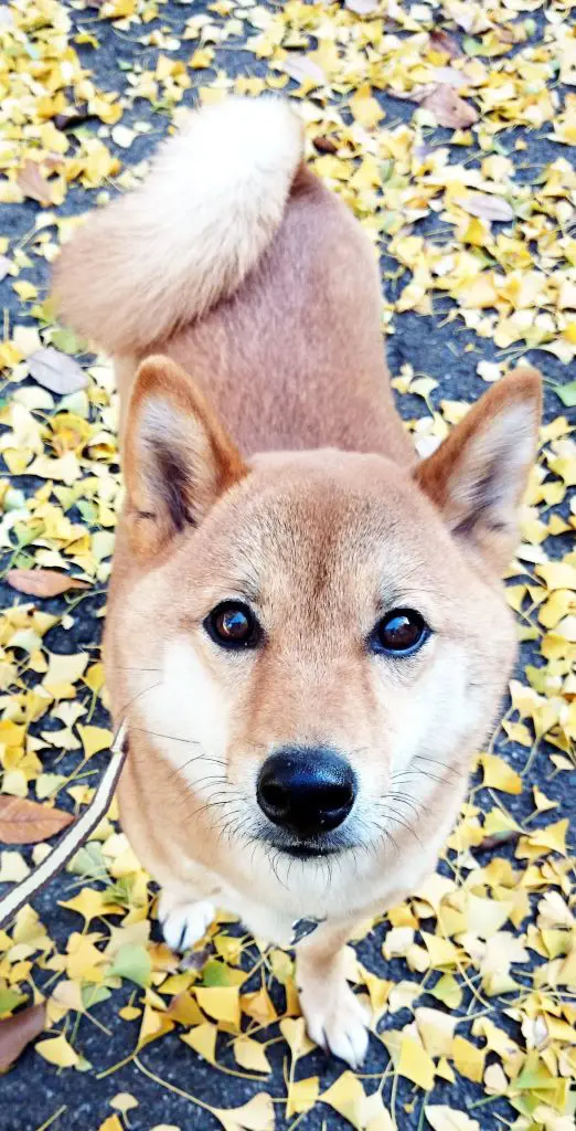 Shiba Inu dog on a walk with fallen leaves during Autumn