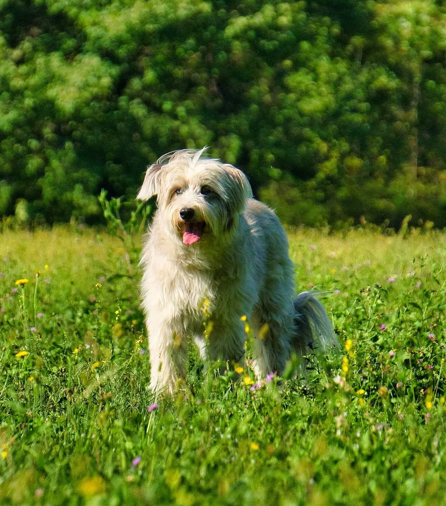 A Pyrenean Sheepdog running on a beautiful field