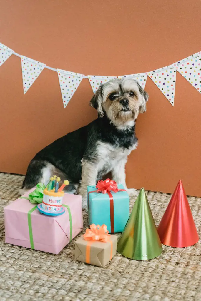 Silky medium length coated dog celebrating its birthday