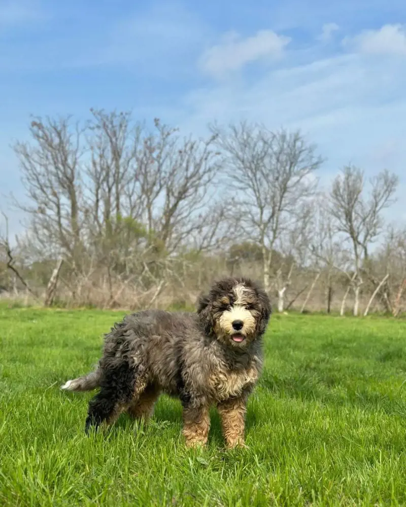 Bernedoodle showcases a happy expression as she strolls in the park