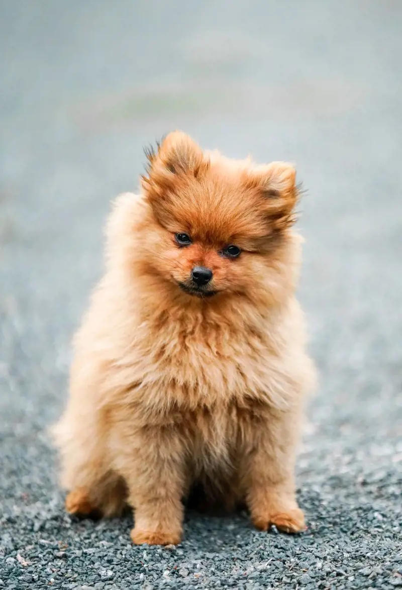 Brown fur Pomeranian puppy on concrete floor