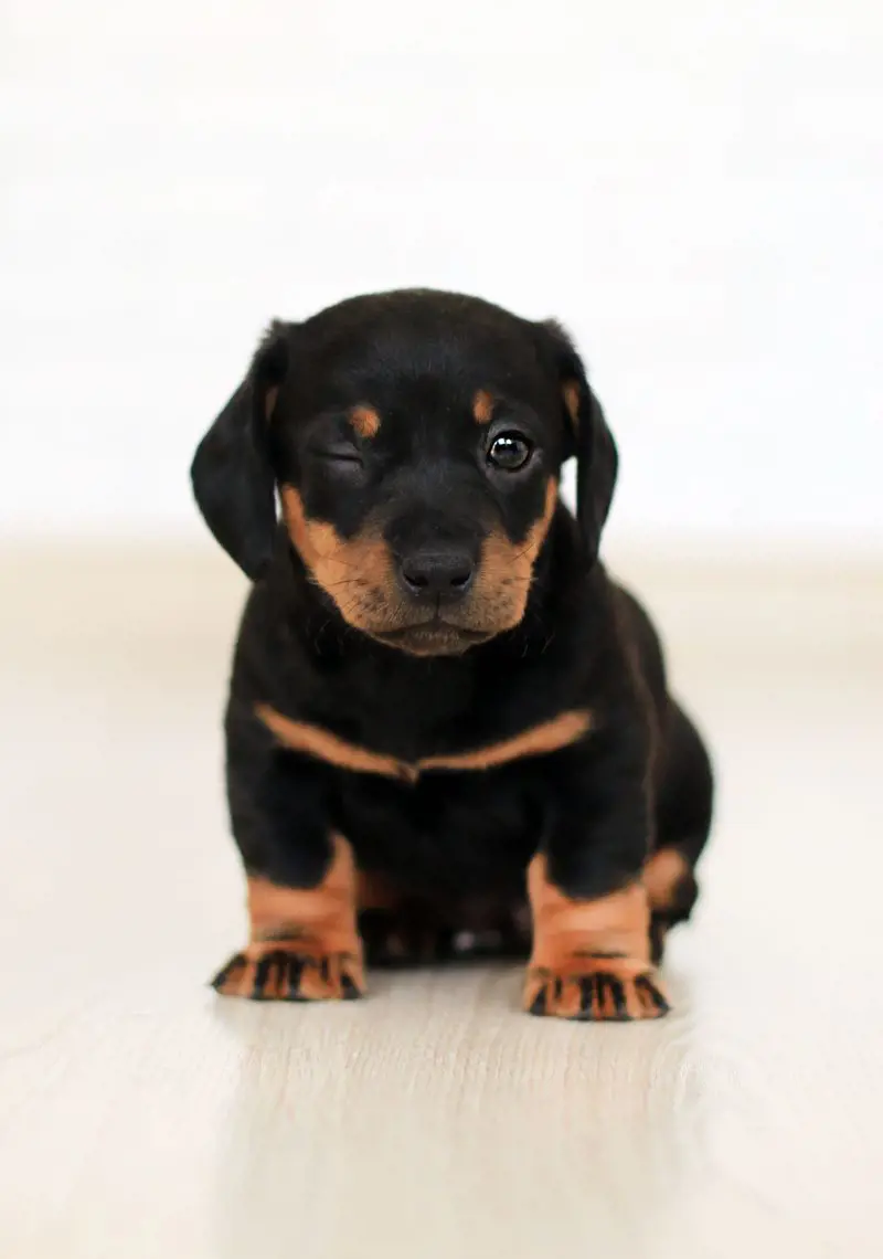 Dachshund makes and a cute face as it sits on the ground.