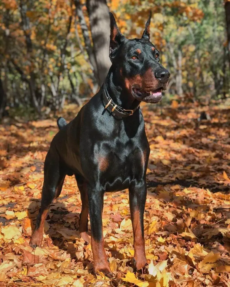 Doberman shaowcase angry expression and looks ready to attack the intruder