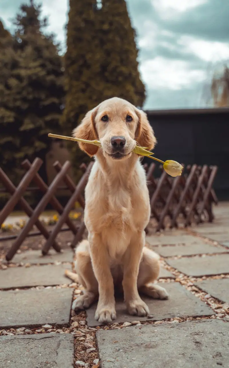 Golden Retriever looks adorable as it holds a flower