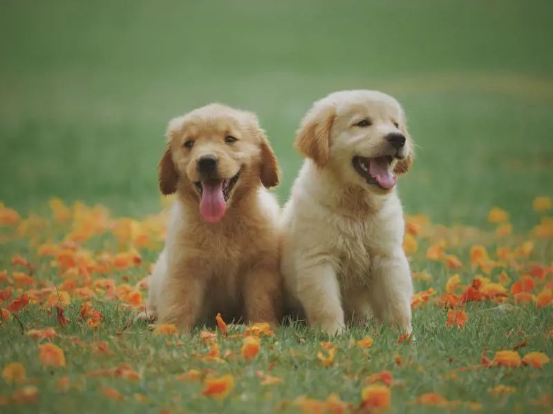 Labrador Retriever puppies surrounded by beautiful orange flowers