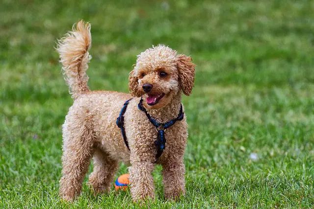 Miniature Poodle enjoys its time playing in the field