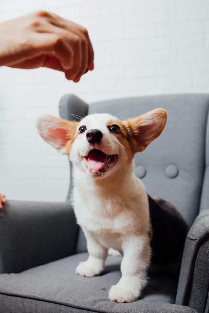 Pembrose Welsh Corgi makes a happy face as it gets ready for the treats