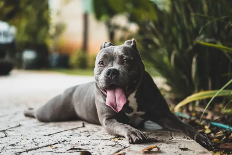 Grey colored Pitbull relaxes near the pavement surrounded by greenery