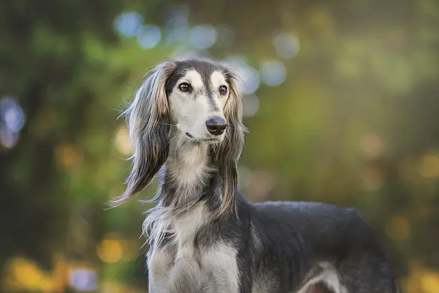 Saluki flaunts its long hair as it stands with its head held high