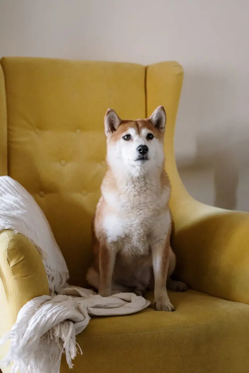Shiba Inu relaxes on a yellow armchair