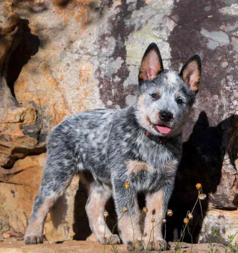 Young Australian Cattle Dog puppy exploring the wilderness