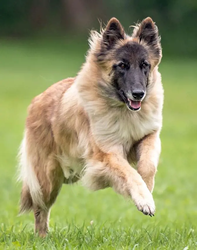 Belgian Shepherd dog running around a field
