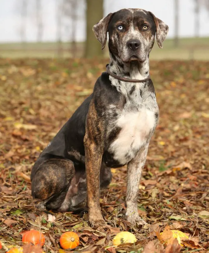 Adult Catahoula Leopard Dog with mixed stripes and different colored eyes