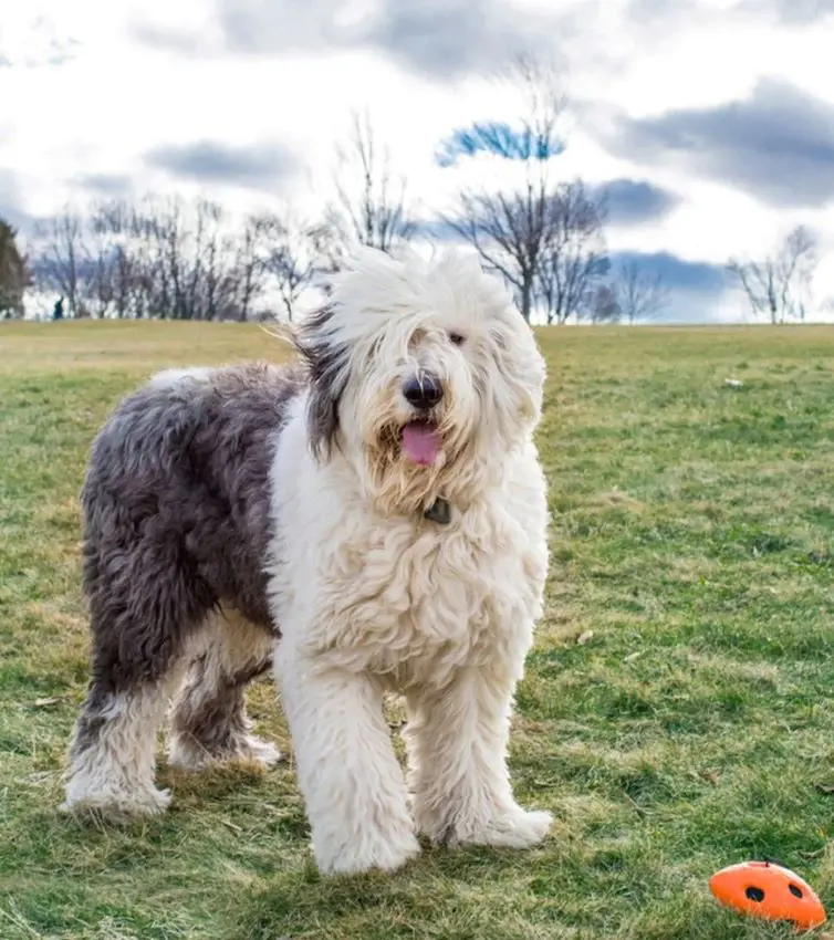 Old English Sheepdog playing fetch with its master