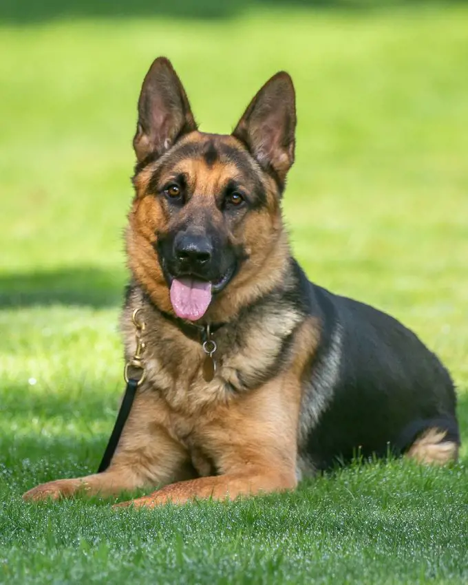 German Shepherd trained at the Royvon Dog Training centre in the UK