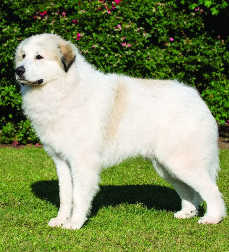 Great Pyrenees Dog with a bulky build and thick fur