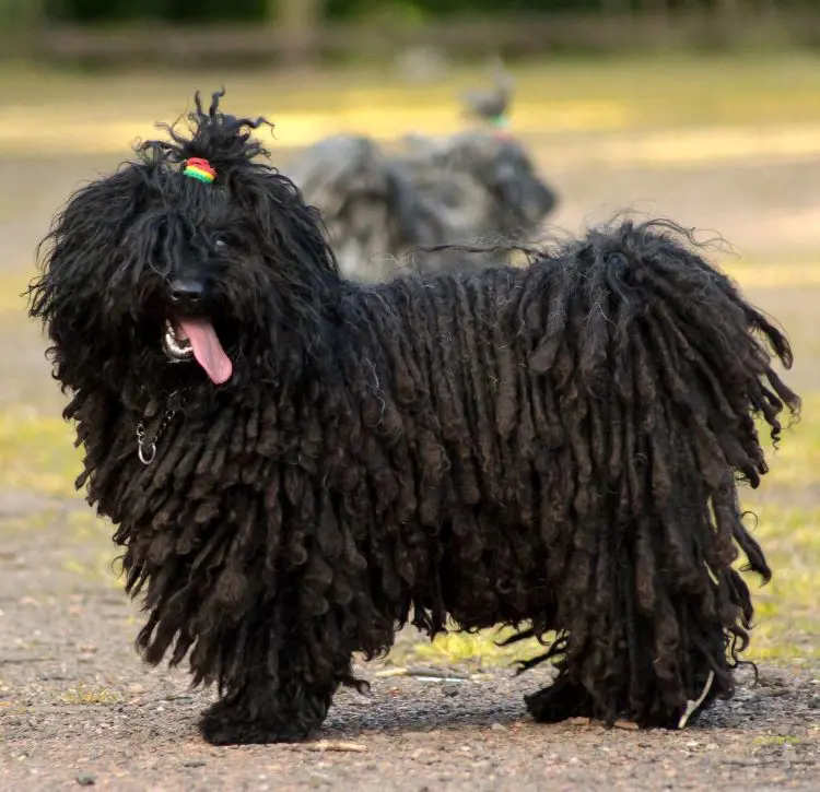 A fully-grown Puli dog with black fur and rainbow hair band