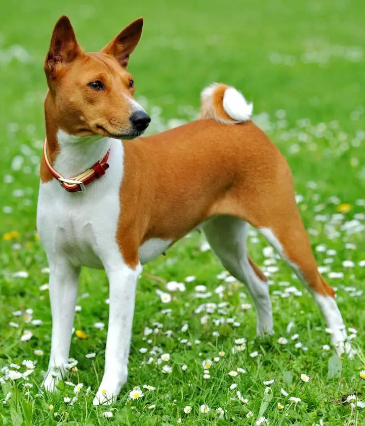 Short-tailed Basenji dog in a grassy field