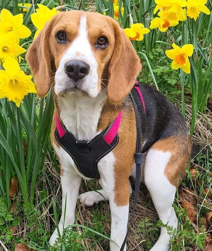 Medium-size Beagle dog walking around a daffodil field