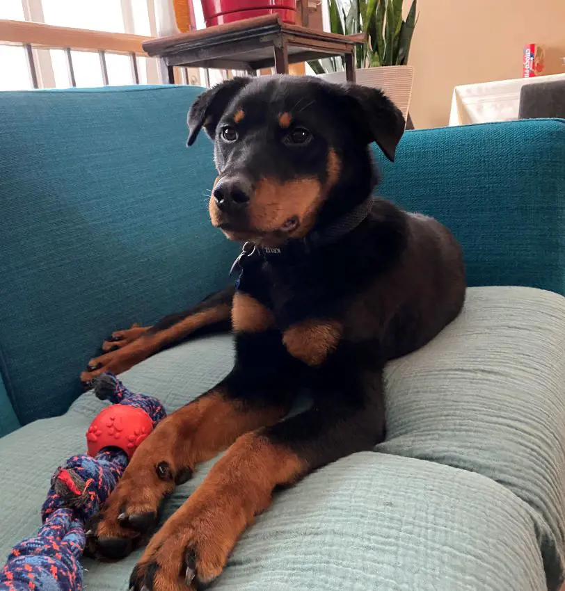 Indoor Beauceron dog lying passively on a sofa