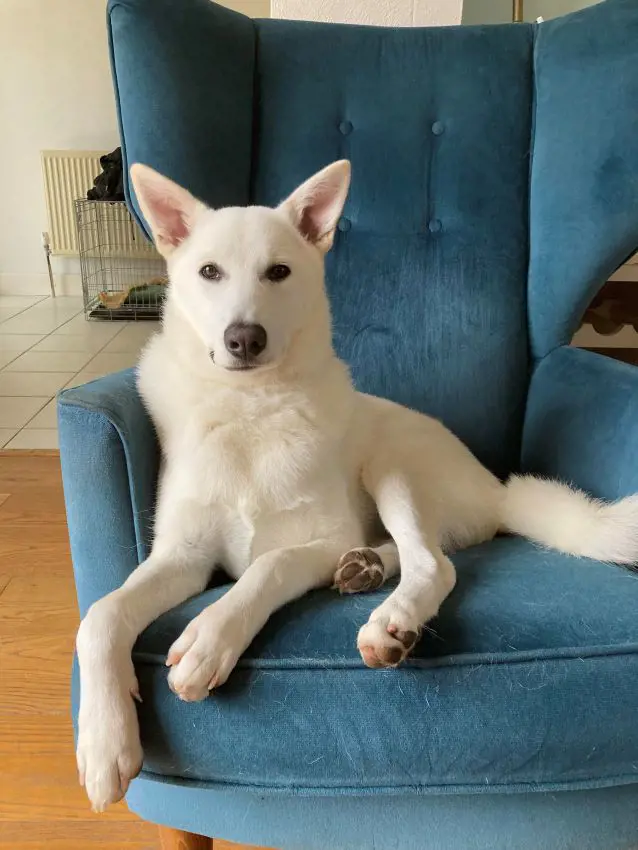 Adorable Canaan dog resting comfortably on a couch