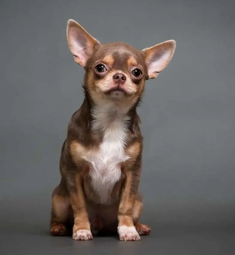 Short-haired Chihuahua of medium size
