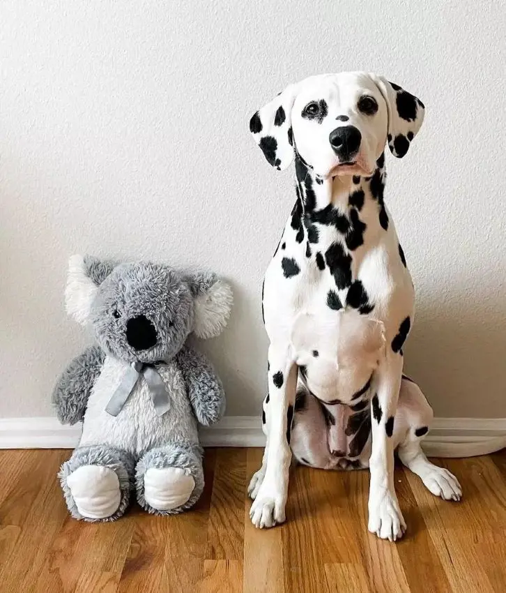 Pet Dalmatian dog standing besides its teddy bear toy
