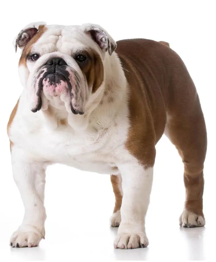 A mean-looking English Bulldog
