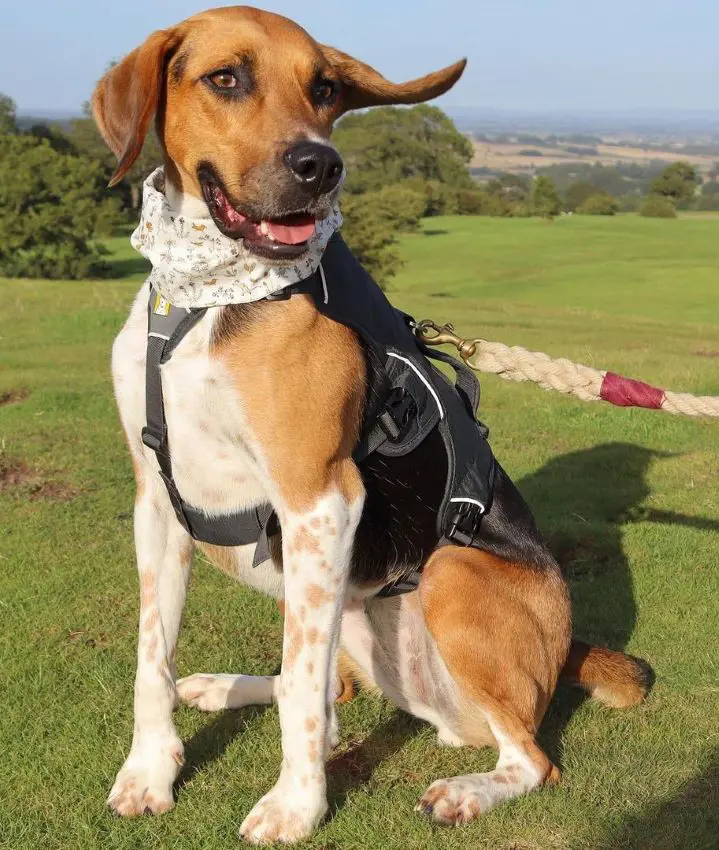 English Foxhound named Rosie taking a walk at Richmond Racecourse