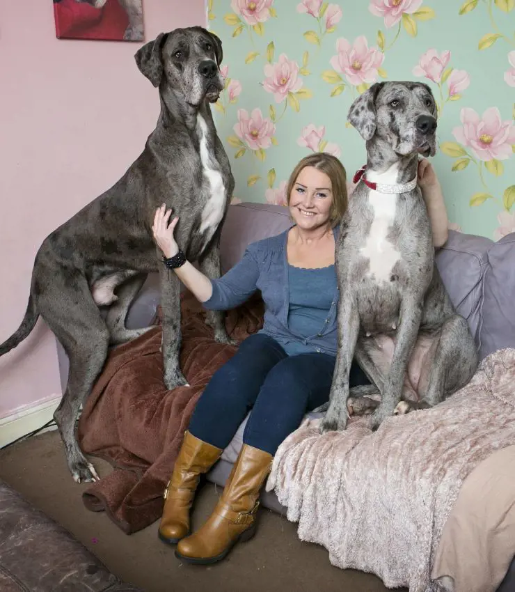 Former world's biggest dog Freddy (left) with his owner and sister