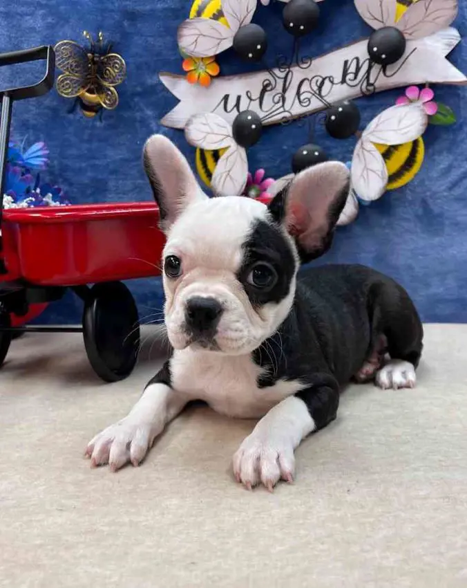 Frenchton female puppy named Chenille from Virginia