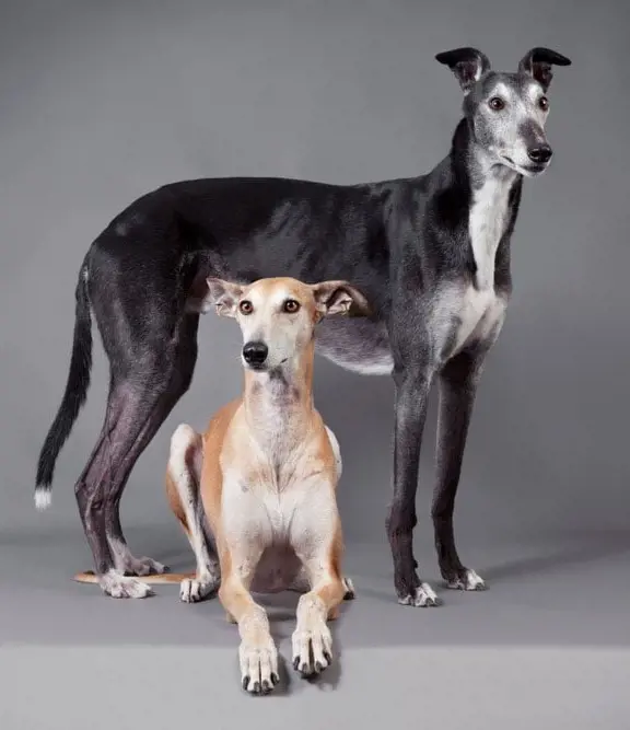 Greyhound siblings displayed for sale in 2023