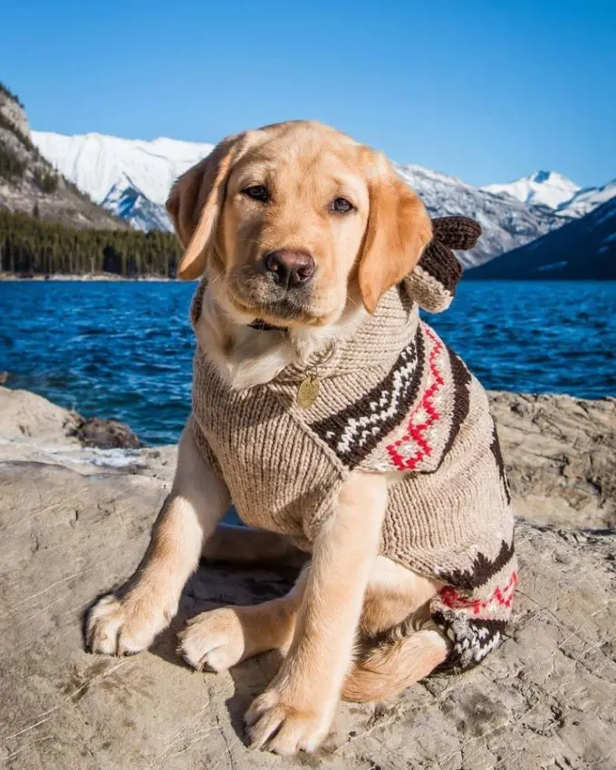 Labrador Retriever puppy pictured in front a beautiful mountain lake