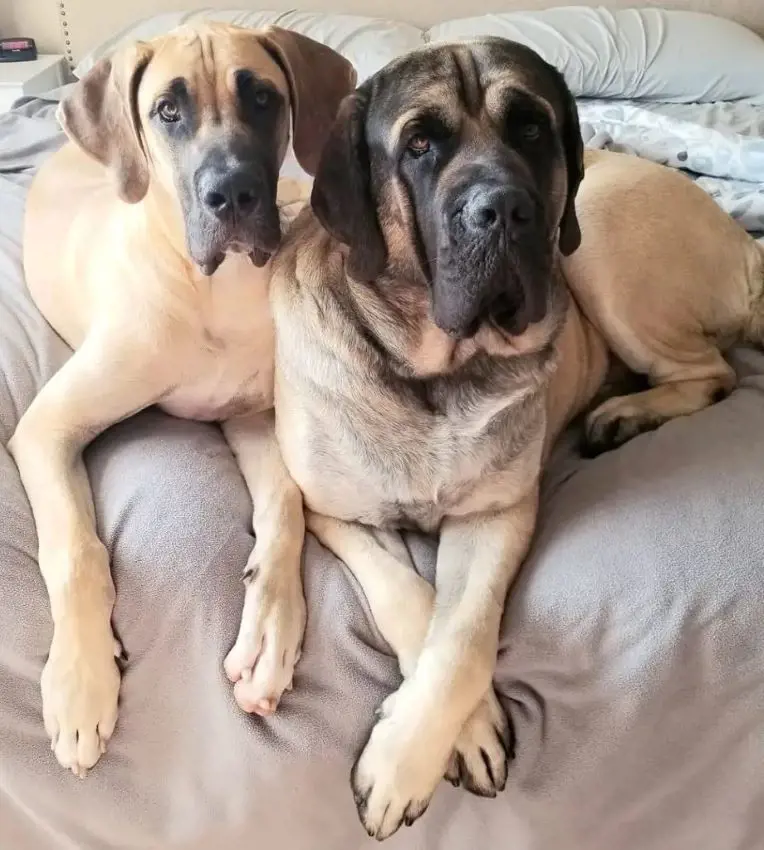 Mastiff dog siblings hanging out at their owner's bed