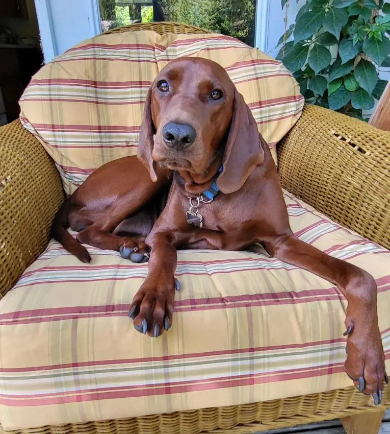 A Redbone Coonhound taking a rest indoors