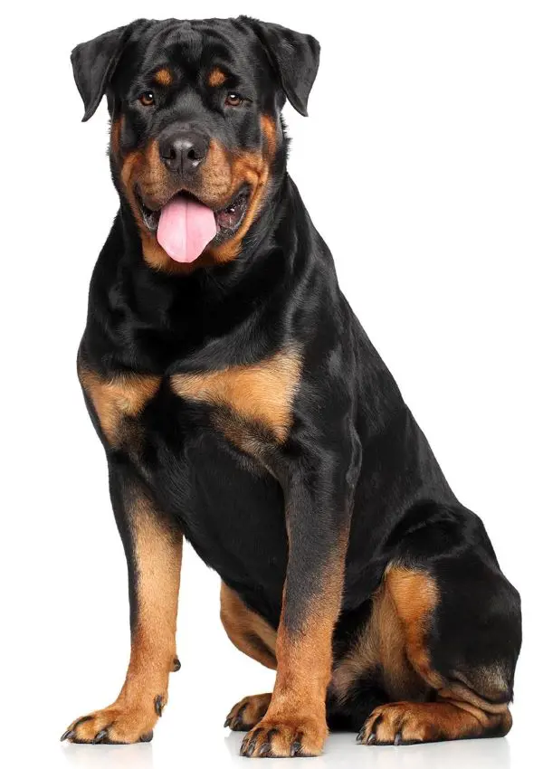 Rottweiler looks adorable as it bleeps its tongue out