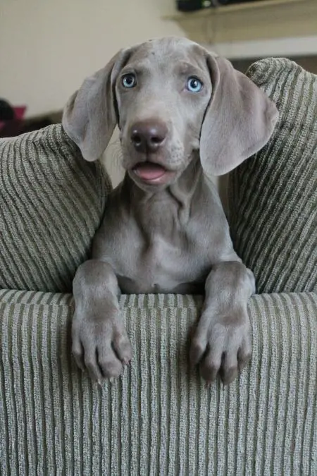 Weimaraner puppy with beautiful blue eyes