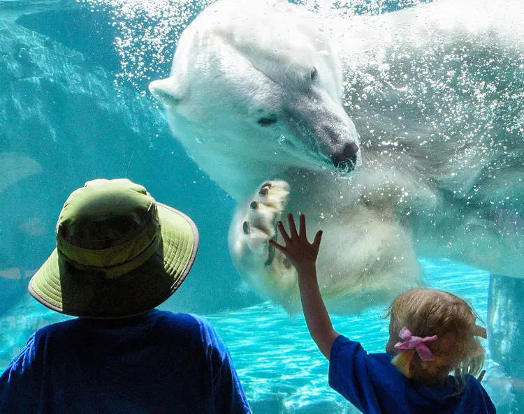 Kids interacting with a polar bear at Brookfield Zoo through a glass wall.
