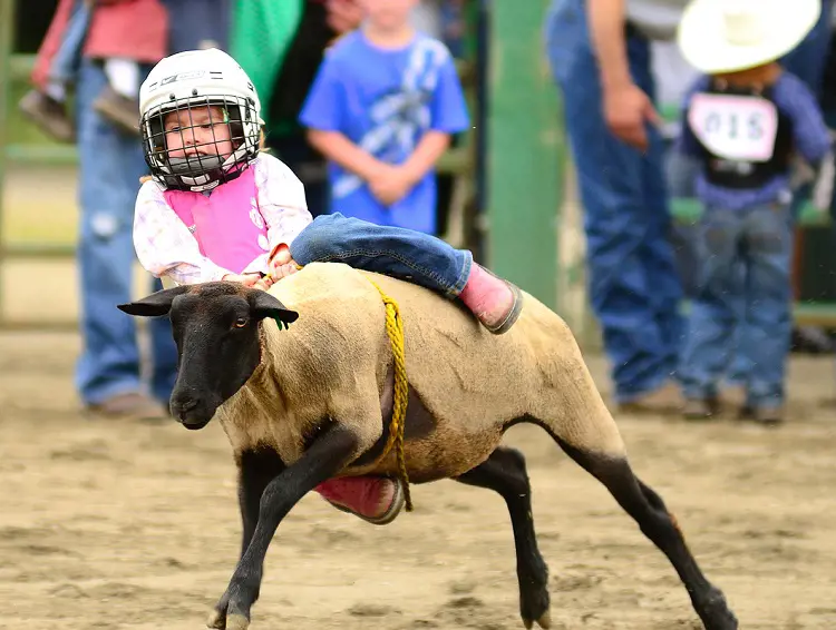 A child trying to hang on tightly onto a sheep during their first Rodeo. 