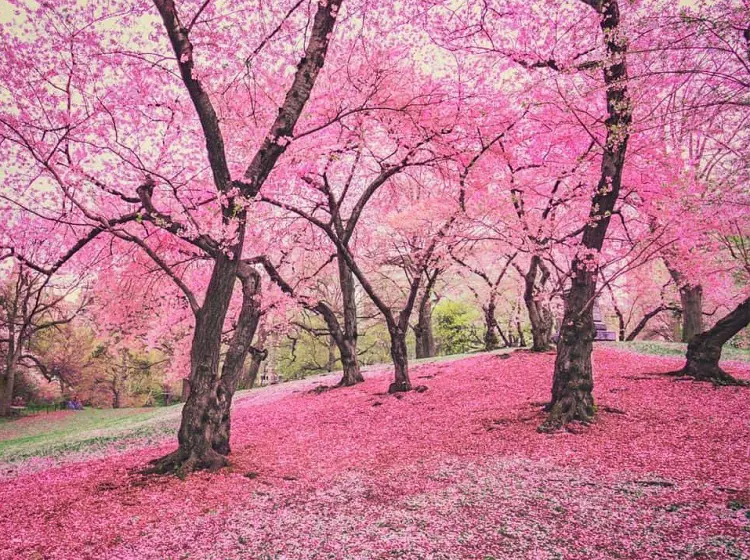 Beautiful Cherry blossom seen during the spring season at New York City Central Park.