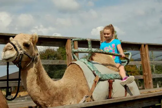 Kid enjoying a camel ride safari at Safari Wilderness Ranch.