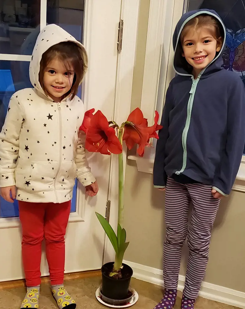 Two girls proudly stand beside the Amaryllis flower they nurtured as their school project