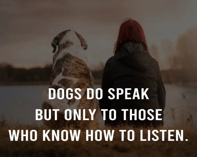 Orhan Pamuk quote on understanding the language of dogs