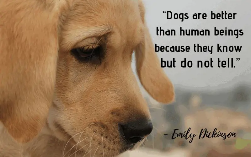 Poet Emily Dickinson on a dog's undying loyalty to humans
