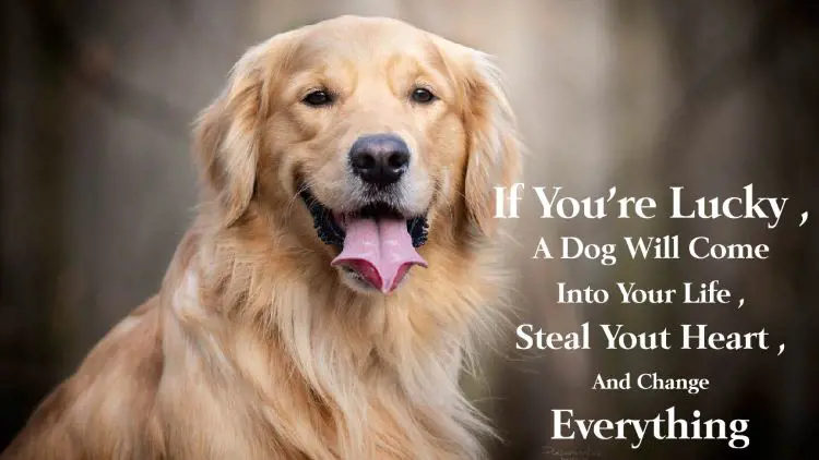 Golden retriever beside a beautiful quote on how majestic they are